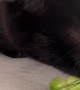 Cat Cronches Cucumber Salad