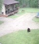 Bear Cubs Roughhousing in the Front Yard