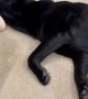 Lazy Black Lab Doesn't Stand To Play