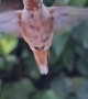 Hand Feeding An Allen's Hummingbird