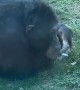 Gorilla Smokes a Cigarette at the Zoo