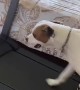 Treadmill Pittie Takes A Jog