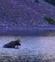 Bull Moose Swims in Mountain Lake