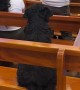 Dog Enjoys the Music at Mass