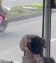 Dog Rides with Bus Driver