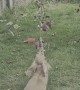 Dachshunds Try to Get an Apple Off the Tree