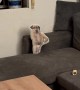 Dog Doesn't Trust Stuffed Doppelganger