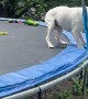 Dog Gets the Zoomies on a Trampoline
