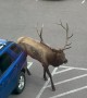 Estes Park Elk Rams Parked Car
