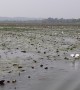 Flock of Egrets Following Ripples of a Boat