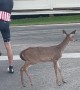 Baby Deer Follows Cyclist Down the Road
