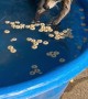Raccoon Kit in the Kiddie Pool