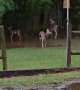 Mama Deer and Fawns Play in Puddle