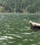 A Seal Afloat on a Log Boat