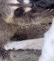 Curious Raccoon Kit Adores Pup