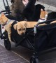 Puppies and Cats on a City Stroll