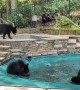 Bear Cub Pool Party