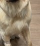 Golden Retriever Doesn't Like Taking Pills