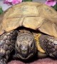 Shelly the Tortoise Is 40 Years Old and Still Glowing