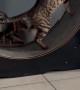 Father Cat Shows His Son How to Run the Wheel