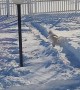 Little Dogs Run Around Yard's Snow Track
