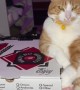 Italian Cat Protecting the Pizza
