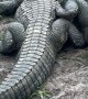 Alligator Besties Share A Cuddle