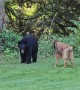 Barking Dog Pushes Black Bear Back To Property Line