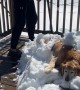 Dog Dad Shovels Golden Retriever Into Cozy Snow Blanket