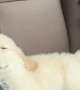 Golden Puppy Enjoys a Nap During First Road Trip
