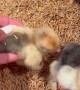 Tipped Chick Helped Upright