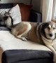 Happy Dog Doesn’t Realize Cat Sister is Getting Tail Slapped