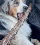 Aussie Brings Prized Stick Home From Hike