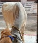 Golden Retriever Bonding With a Cow