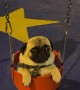 Pug in a Swing