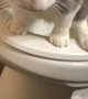 Cat Uses Human Toilet