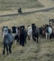 Hundreds of Icelandic Horses Returning From the Highlands