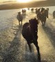 Icelandic Horses Run Across Hop Lake