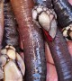 Harvesting Goose Barnacles