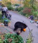 Stolen Pumpkins Tumble Away From Bear Burglar