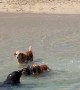 Playful Dogs Interact With a Sea Lion on the Beach