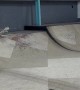 Skateboarder Falls and Breaks His Ankle