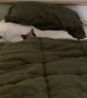 Naughty Cat Tucks Herself Into Bed