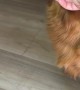 Golden Retriever Demands Forehead Kisses Before Eating Bacon