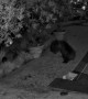 California Brown Bears Boxing at 3:00 AM