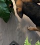 Cute Dog Tip-Toeing Through Plants
