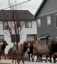 Amazing Local Traffic in Loveland Colorado