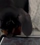 Dachshund Chases Digital Ball