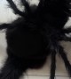 Cat-rantula Halloween Costume