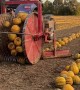 Pumpkin Harvesting